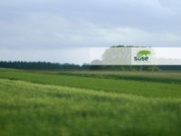 Green Fields